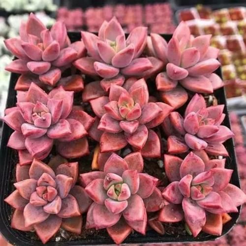 多肉植物市场前景如何_新手养多肉赚钱吗