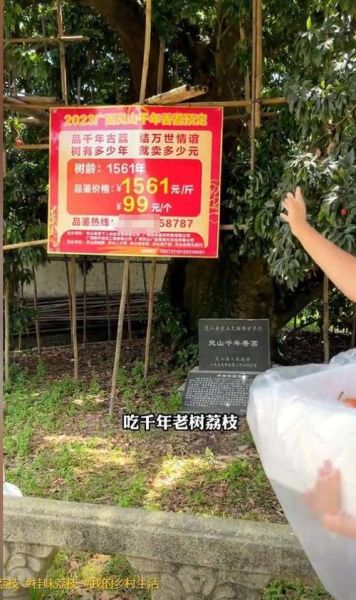 荔枝种植前景如何_2024年荔枝价格走势预测