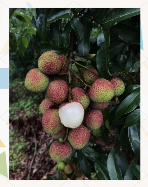 荔枝种植前景如何_2024年荔枝价格走势预测