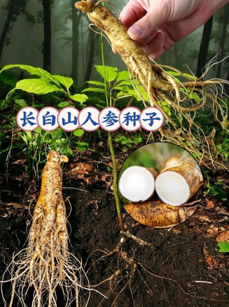 人参多少钱一斤_人参适合哪些人吃