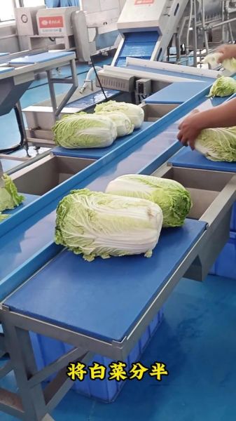净菜配送加盟哪家好_净菜加工利润有多大