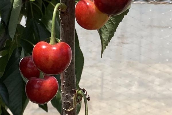 樱桃前景怎么样_樱桃种植赚钱吗