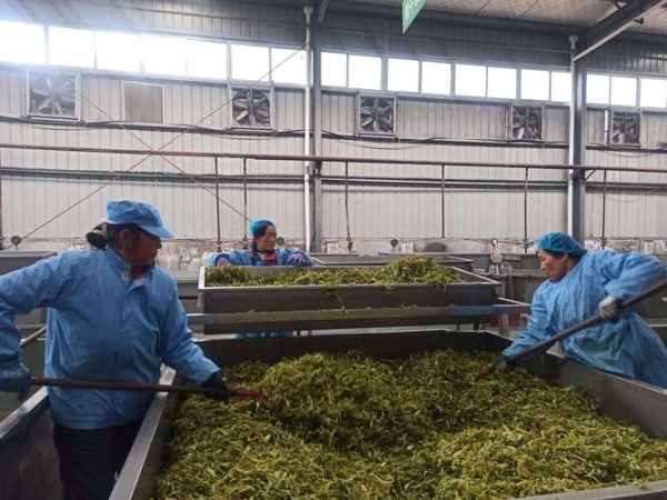 蔬菜加工前景如何_蔬菜加工赚钱吗