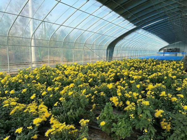 菊花前景怎么样_菊花种植前景分析