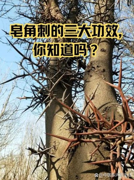皂角刺的功效与作用_皂角刺种植前景怎么样