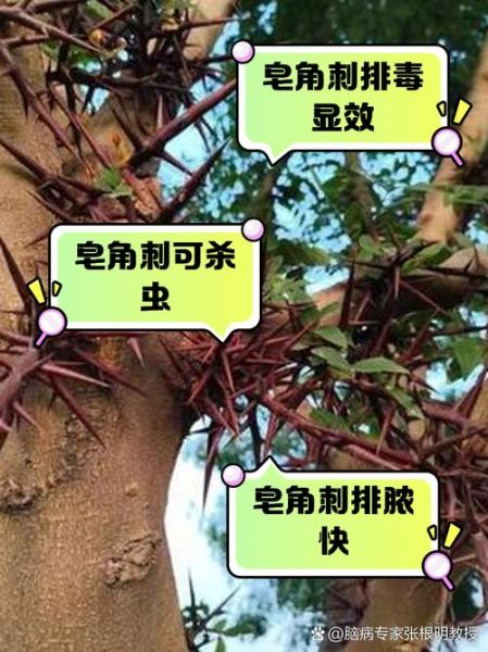 皂角刺的功效与作用_皂角刺种植前景怎么样