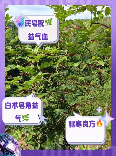 皂角刺的功效与作用_皂角刺种植前景怎么样