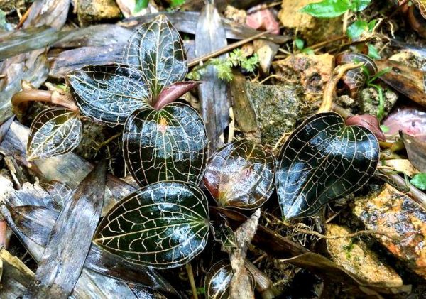 金线莲前景怎么样_金线莲种植赚钱吗