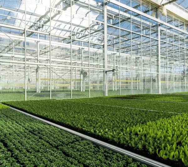 温室大棚未来赚钱吗_温室农业发展趋势