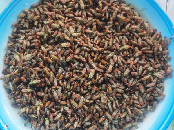 昆虫蛋白能吃吗_昆虫养殖前景怎么样