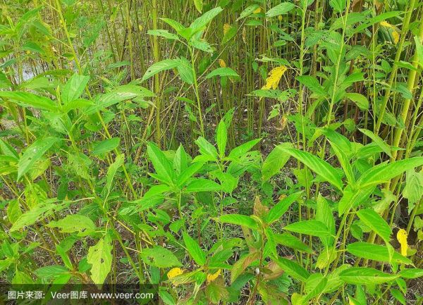 黄麻种植前景怎么样_黄麻价格走势预测