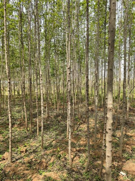 杜仲种植前景如何_杜仲的市场需求有多大