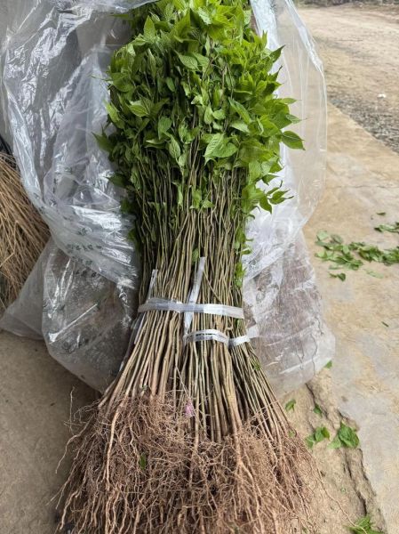 杜仲种植前景如何_杜仲的市场需求有多大