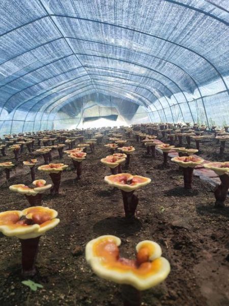 灵芝种植前景怎么样_灵芝行业赚钱吗