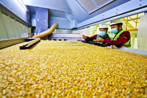 玉米种植前景如何_玉米深加工赚钱吗