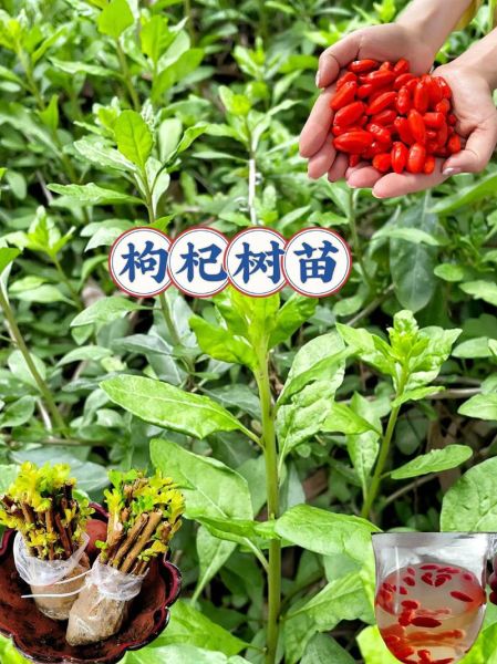 枸杞种植前景怎么样_枸杞种植赚钱吗