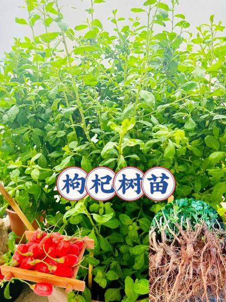 枸杞种植前景怎么样_枸杞种植赚钱吗