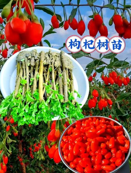 枸杞种植前景怎么样_枸杞种植赚钱吗