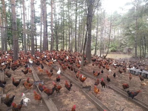 养鸡赚钱吗_2024年养鸡前景怎么样