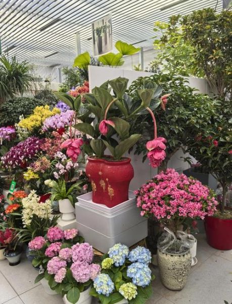 花卉行业发展前景怎么样_2024年花卉种植赚钱吗