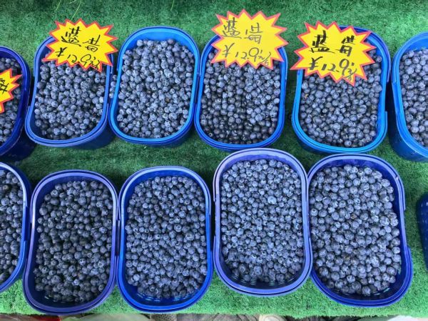 蓝莓市场价多少钱一斤_蓝莓种植前景如何