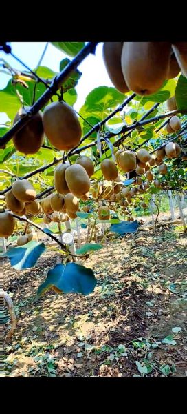 猕猴桃种植前景怎么样_猕猴桃市场潜力有多大