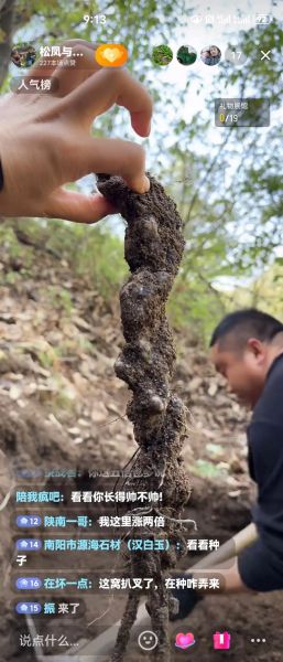 猪苓种植前景怎么样_猪苓价格走势如何