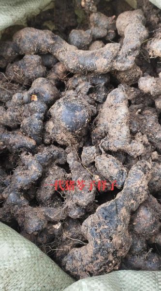 猪苓种植前景怎么样_猪苓价格走势如何