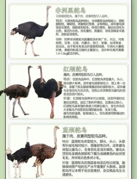 特种养殖业前景怎么样_特种养殖有哪些项目赚钱