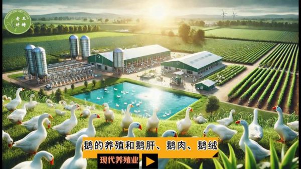 鹅养殖技术_鹅养殖市场前景怎么样