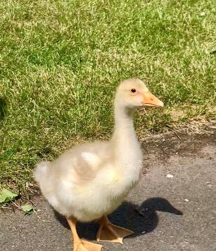 鹅养殖技术_鹅养殖市场前景怎么样