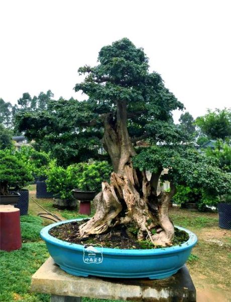 盆景行业前景怎么样_盆景生意赚钱吗