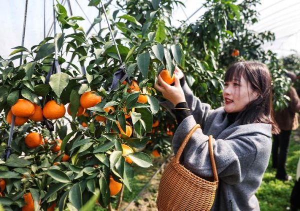 柑橘市场前景如何_柑橘种植赚钱吗