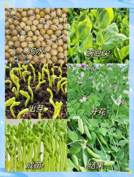 豌豆种植前景怎么样_豌豆价格为何波动大