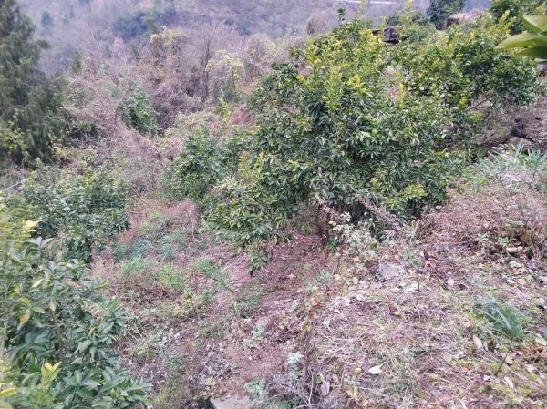 枳壳种植前景怎么样_枳壳市场未来五年走势