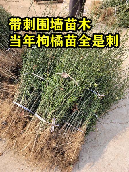 枳壳种植前景怎么样_枳壳市场未来五年走势