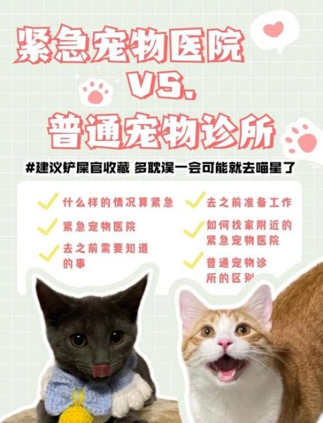 宠物看病贵怎么办_如何选择靠谱兽医