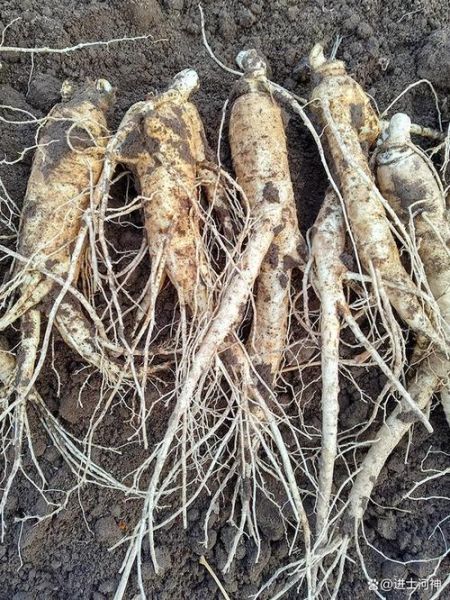 西洋参种植前景怎么样_西洋参种植利润高吗