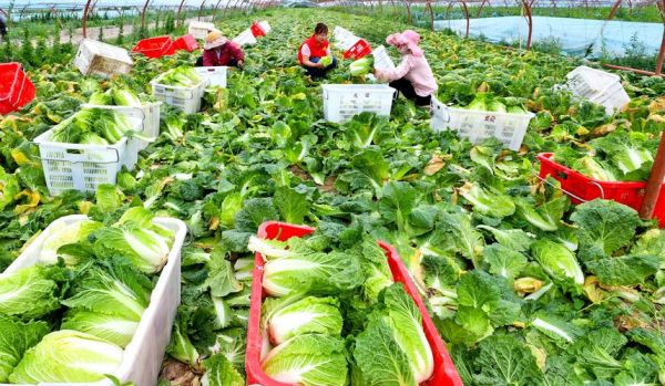 有机蔬菜种植前景怎么样_有机蔬菜市场前景如何