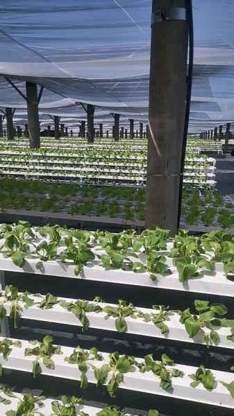 有机蔬菜种植前景怎么样_有机蔬菜市场前景如何