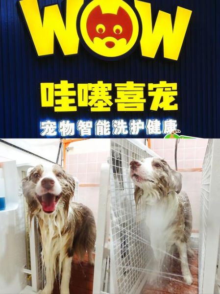 宠物美容多少钱一次_狗狗多久洗一次澡合适