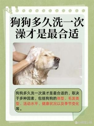 宠物美容多少钱一次_狗狗多久洗一次澡合适