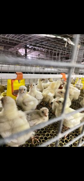 养肉鸡赚钱吗_2024年肉鸡养殖前景如何