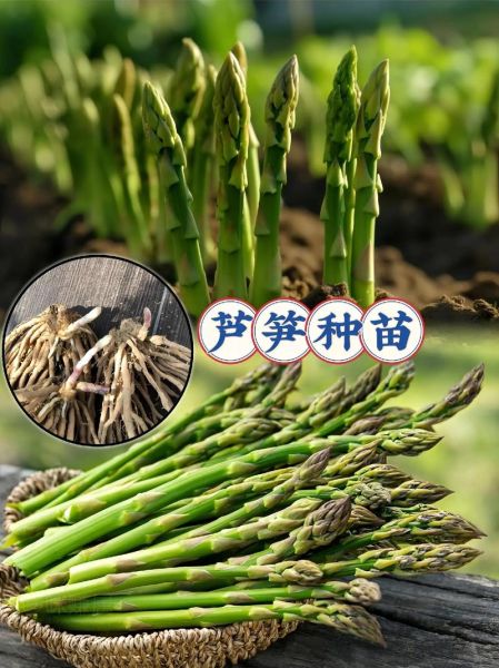 芦笋种植前景如何_芦笋市场未来五年走势