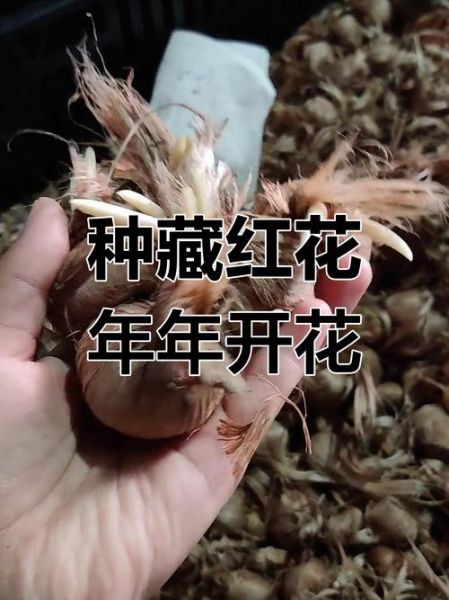 藏红花种植前景怎么样_藏红花一亩利润多少