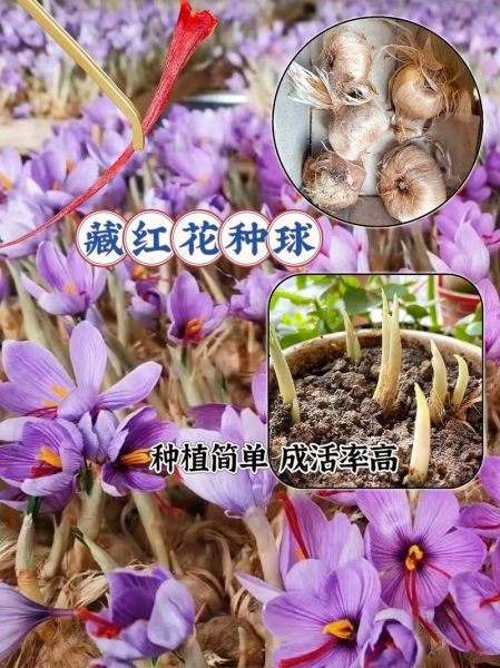 藏红花种植前景怎么样_藏红花一亩利润多少