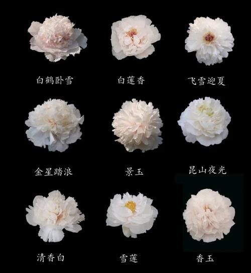 牡丹花怎么养_牡丹品种有哪些