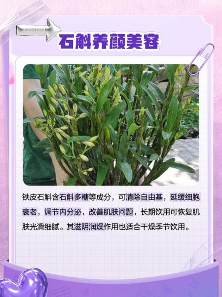 铁皮石斛多少钱一斤_铁皮石斛的功效与作用