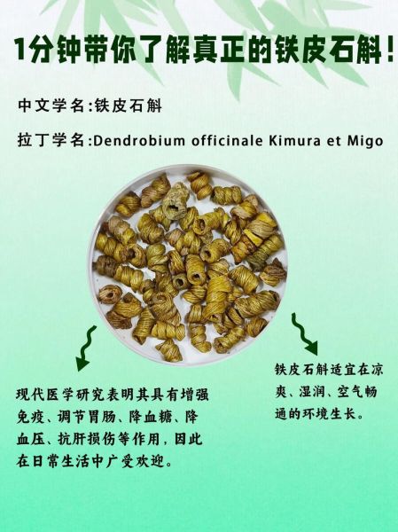 铁皮石斛多少钱一斤_铁皮石斛的功效与作用