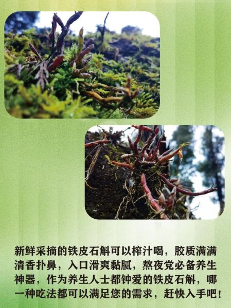 铁皮石斛多少钱一斤_铁皮石斛的功效与作用